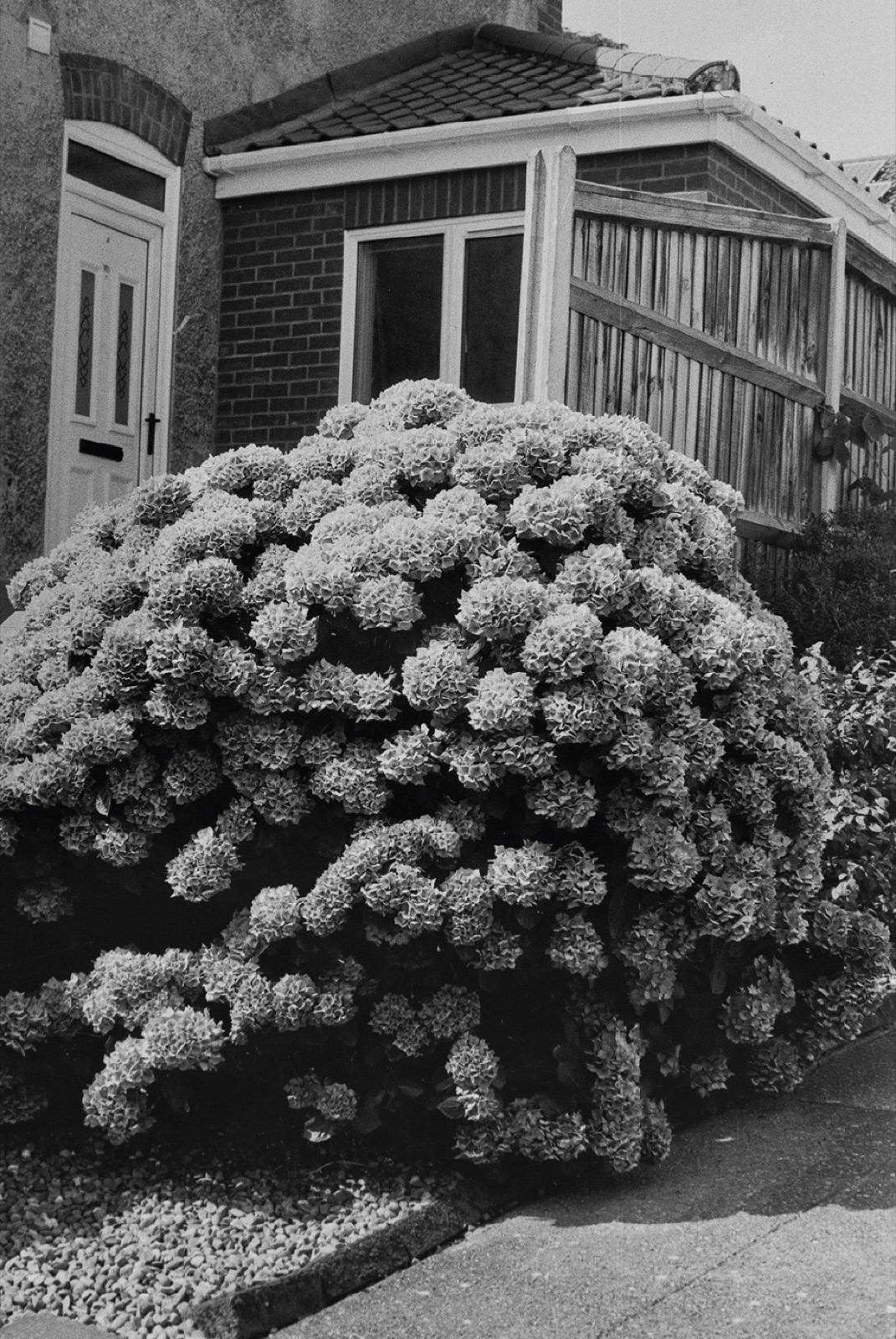 Avec Pi, 35mm black and white photograph, 1 of 33