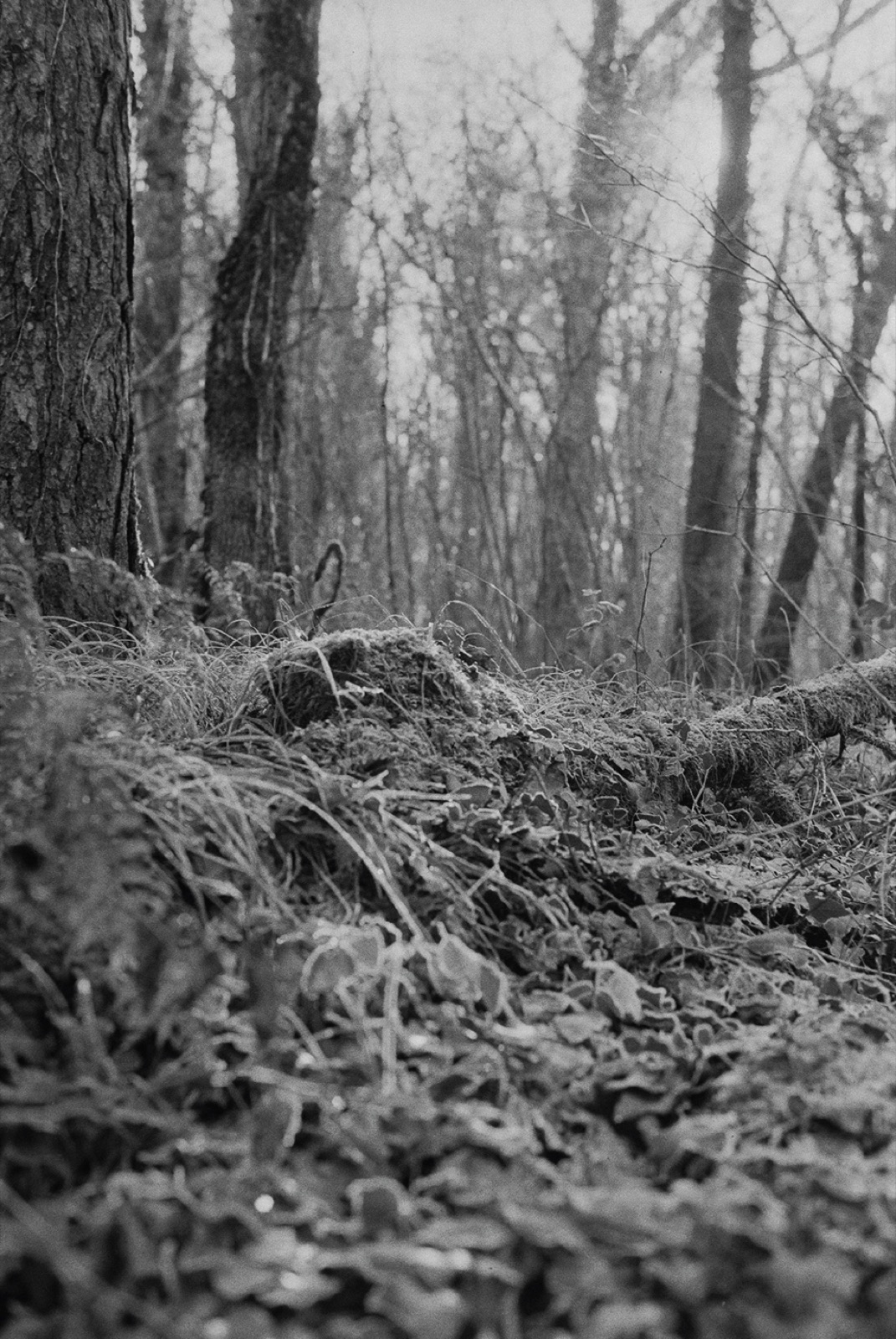 Avec Pi, 35mm black and white photograph, 13 of 33