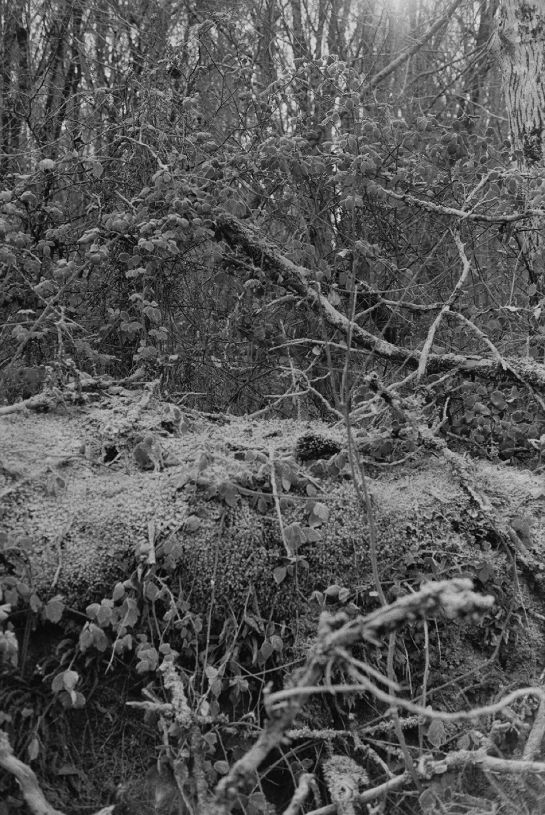 Avec Pi, 35mm black and white photograph, 14 of 33