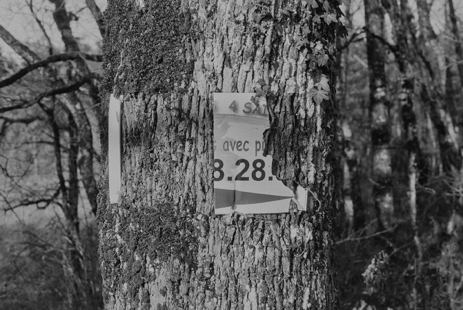 Avec Pi, 35mm black and white photograph, 16 of 33
