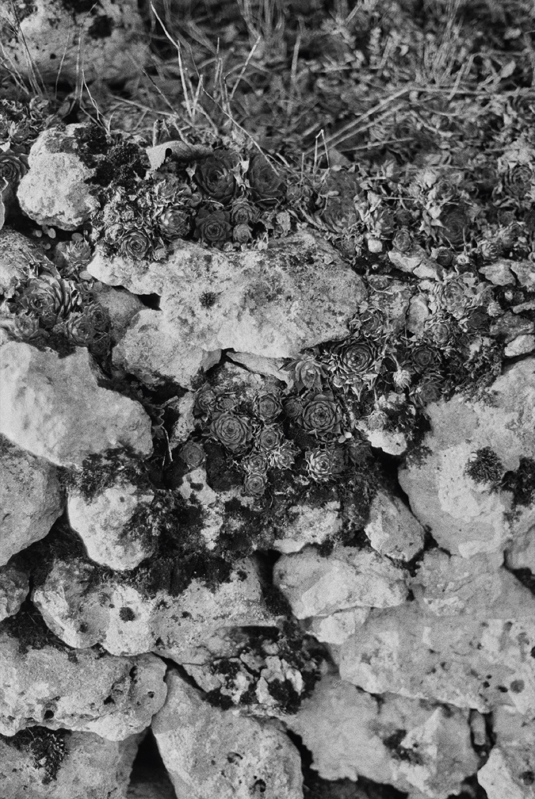 Avec Pi, 35mm black and white photograph, 26 of 33