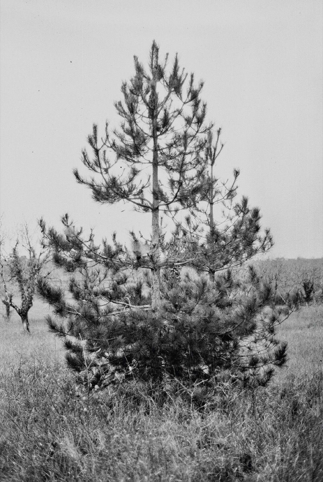 Avec Pi, 35mm black and white photograph, 30 of 33