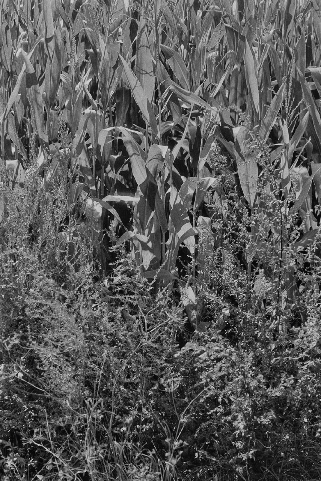 Avec Pi, 35mm black and white photograph, 33 of 33