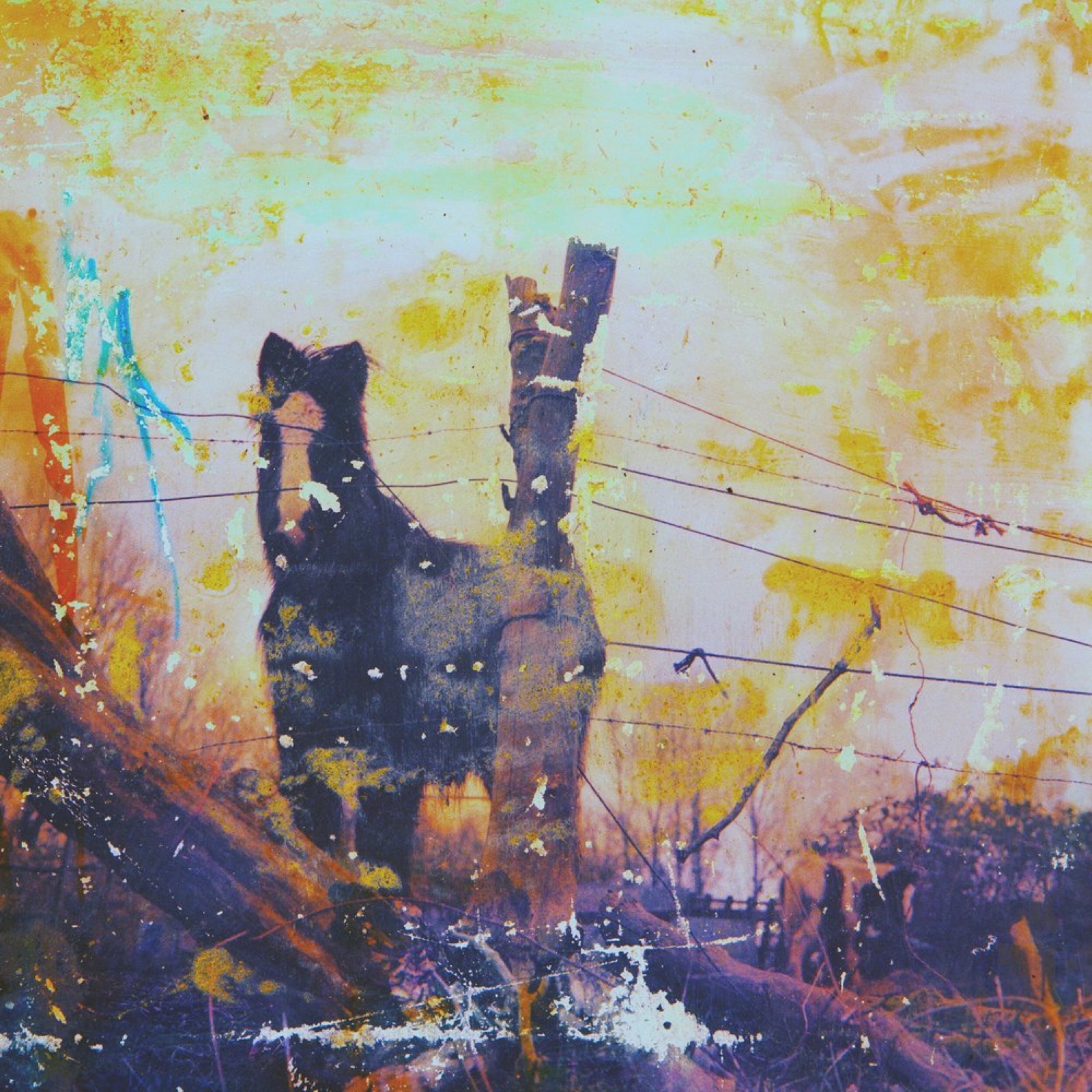 Carousel, physically manipulated medium format photograph, 4 of 12